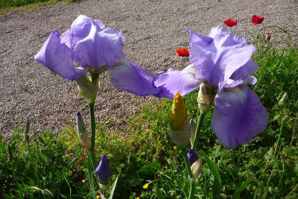 Maison D'Hotes Les Coquelicots Giverny Szoba fotó